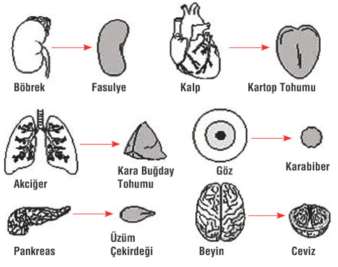 tohumdan-gelen-mucize-2